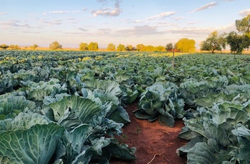 Agricultural development Services