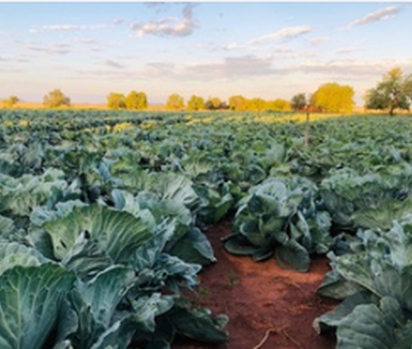 Agricultural Development Services